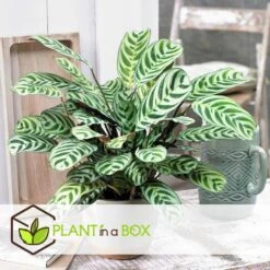 Ctenanthe 'gebedsplant' - Set Van 2 - Burle-marxii - Pot 12cm - Hoogte 25-40cm -Modern Home Shop 1000030964 0102