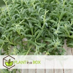 Senecio Peregrinus - Set Van 2 - Pot 12cm - Hoogte 10-20cm -Modern Home Shop 1000081951 0103