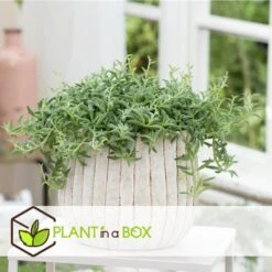 Senecio Peregrinus - Set Van 2 - Pot 12cm - Hoogte 10-20cm -Modern Home Shop 1000081951 0104