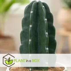 Cereus Jamacaru - Cactus "Cuddly" - Pot 18cm - Hoogte 30-35cm -Modern Home Shop 1000082007 0103