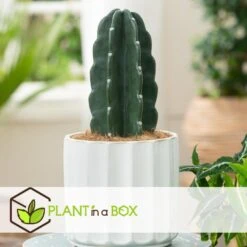 Cereus Jamacaru - Cactus "Cuddly" - Pot 18cm - Hoogte 30-35cm -Modern Home Shop 1000082007 0104