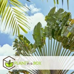 Ravenala Madagascariensis - Set Van 6 - Reizigerspalm - Pot 9cm - Hoogte 25-40cm -Modern Home Shop 1000087973 0103