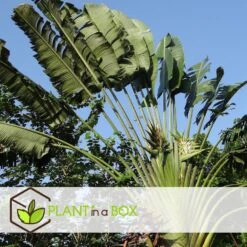 Ravenala Madagascariensis - Set Van 6 - Reizigerspalm - Pot 9cm - Hoogte 25-40cm -Modern Home Shop 1000087973 0104