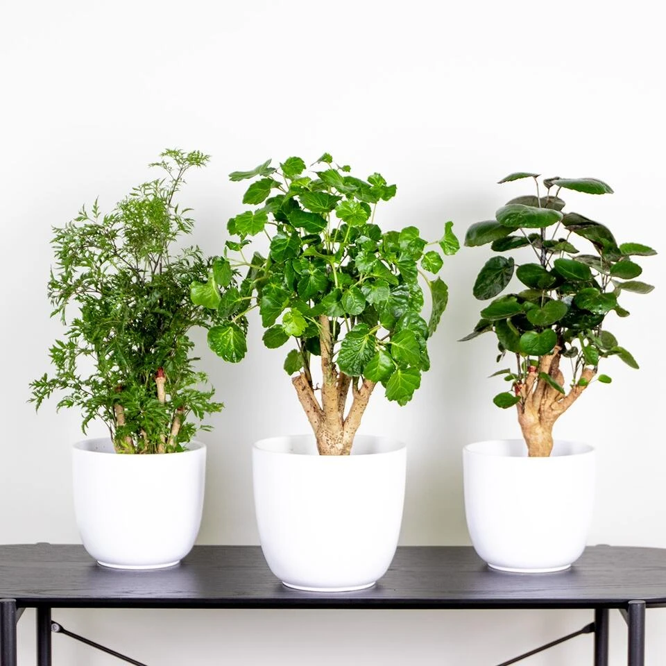 Modern Home Shop -Modern Home Shop 1000088692 0101