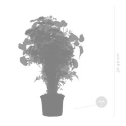 3x Polyscias Mix - Fabian - Ming - Green Lemon P12H30 -Modern Home Shop 1000088692 0103